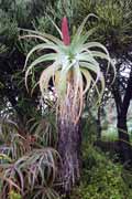 Kirstenbosch Botanic Gardens, Cape Town. South Africa.