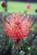 Kirstenbosch Botanic Gardens, Cape Town. South Africa.