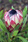 Kirstenbosch Botanic Gardens, Cape Town. South Africa.