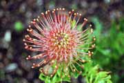 Kirstenbosch Botanic Gardens, Cape Town. South Africa.