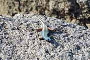 Lizard, Augrabies falls. South Africa.