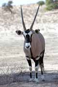 Gemsbok, Kalahari Gemsbok National Park. South Africa.