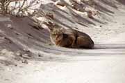 African wild cat, Kalahari Gemsbok National Park. South Africa.