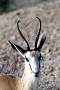 Springbok, Kalahari Gemsbok National Park. South Africa.