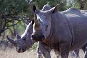 White rhino, Kruger National Park. South Africa.