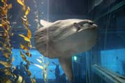 Ocean Sunfish (Mola Mola). Aquarium at Osaka. Japan.