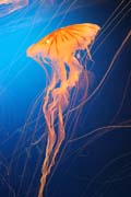 Jellyfish. Aquarium at Osaka. Japan.