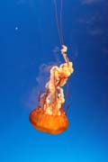 Jellyfish. Aquarium at Osaka. Japan.