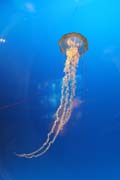 Jellyfish. Aquarium at Osaka. Japan.