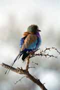 Lilac-breasted roller, Kruger National Park. South Africa.