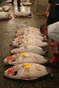 Morning tuna auction. Sellers are checking quality of tunas. Tsukiji fish market, Tokyo. Japan.