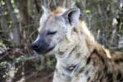 Spotted hyaena, Kruger National Park. South Africa.