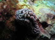 Polyclad Flatworm. Richelieu Rock dive site. Thailand.