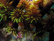 Soft coral. Richelieu Rock dive site. Thailand.