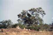 Lepards, Kruger National Park. South Africa.