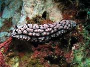 Polyclad Flatworm. Richelieu Rock dive site. Thailand.