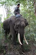 Camp with working elephants. Taungoo town area. Myanmar (Burma).