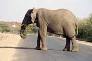 Elephnat, Kruger National Park. South Africa.