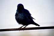 Glosy starling, Kruger National Park. South Africa.