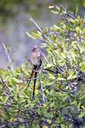 Livingstone's Lourie, Hluhluve-Umfolozi National park. South Africa.