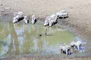 Warthogs, Hluhluve-Umfolozi National park. South Africa.