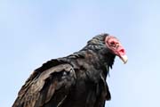 Vulture, Vinales valley (Valle de Vinales). Cuba.