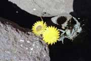 Flower, Royal Natal National park, Drakensberg. South Africa.