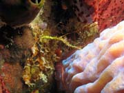 Shrimp, Playa Santa Lucia. Cuba.