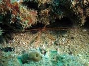 Playa Santa Lucia. Cuba.
