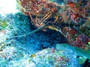 Lobster, Playa Giron. Cuba.
