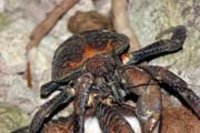 Coconut crab, Pulau Kadidiri, Togean Islands. Indonesia.