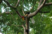 Hornbill, Tangkoko National Park. Indonesia.
