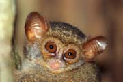 Tarsier, Tangkoko National Park. Indonesia.