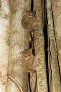 Tarsier, Tangkoko National Park. Indonesia.