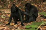 Black Macaques Monkey, Tangkoko National Park. Indonesia.