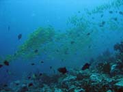 Bangka dive sites. Indonesia.