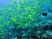 Bangka dive sites. Indonesia.