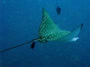 Eangle ray, Bangka dive sites. Sulawesi,  Indonesia.