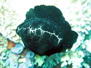 Bangka dive sites. Indonesia.