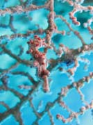 Pygmy seahorse, Bangka dive sites. Indonesia.