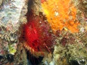 Flaming scallop (sometimes called Electrical clam shell), Lembeh dive sites. Indonesia.