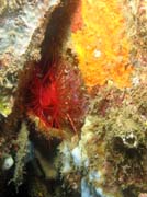 Flaming scallop (sometimes called Electrical clam shell), Lembeh dive sites. Indonesia.