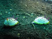 Nudibranches, Lembeh dive sites. Indonesia.