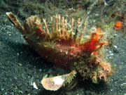 Scorpionfish, Lembeh dive sites. Indonesia.