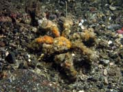 Crab, Lembeh dive sites. Indonesia.