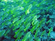 Blue striped snapper, Kuda Rah Thila dive site. Maldives.