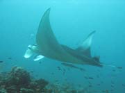 Manta ray, Madivaru (Rangali) dive site. Maldives.