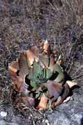 Aloe, l'Isalo National park. Madagascar.