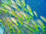 Yellow snapper. Raja Ampat. Papua,  Indonesia.
