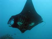 Manta ray. Manta Point dive site, Raja Ampat. Papua, Indonesia.